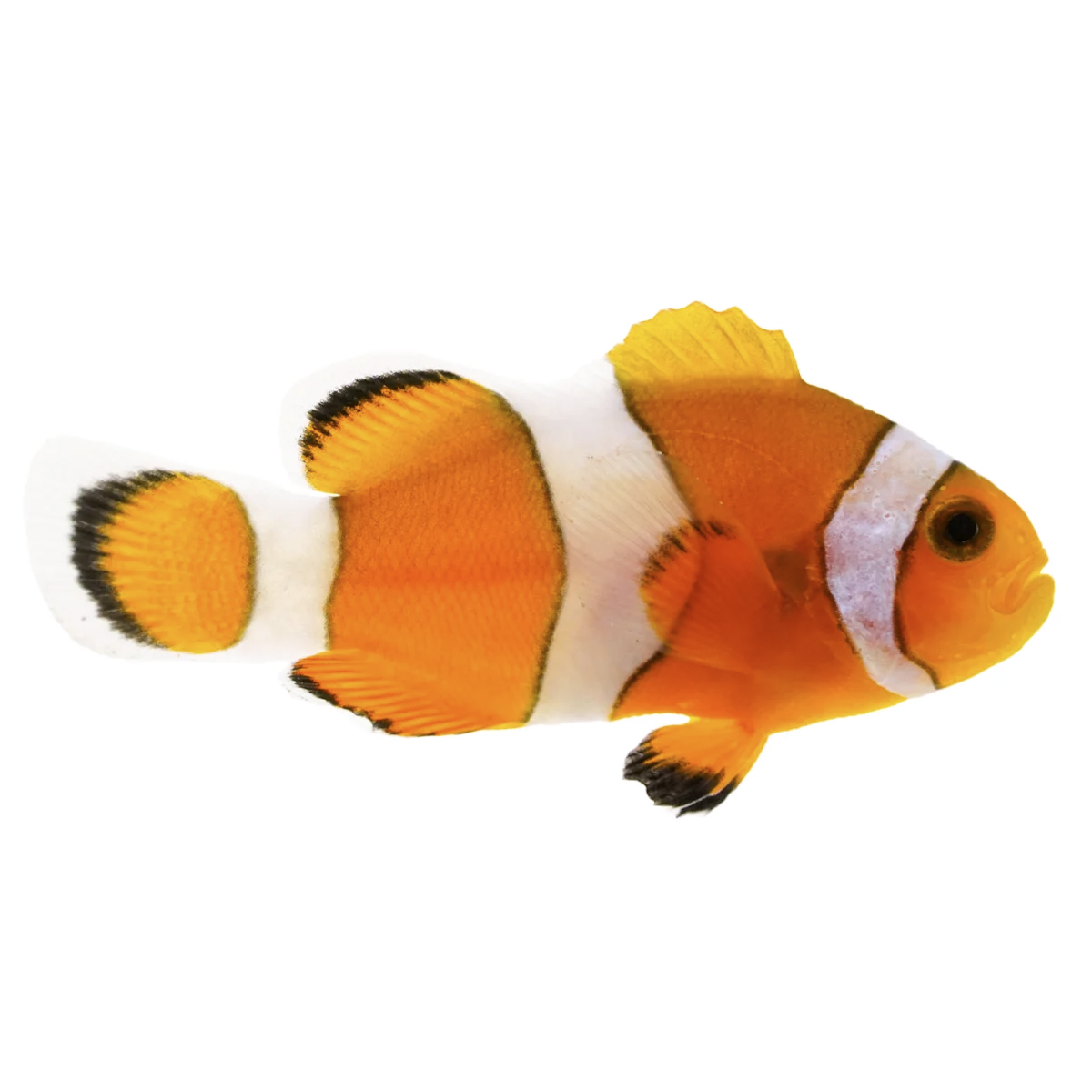 Pez Payaso Percula – CoralEcoLab | Expertos en Acuarios Marinos y de  Arrecife, image size:1200x1200